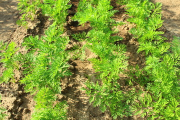 A carrot in the garden. Close-up. Background.
