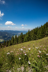 Fototapeta na wymiar Panoramic view of beautiful landscape in the Alps with fresh green meadows and blooming flowers and snow-capped mountain tops in the background on a sunny day with blue sky and clouds in springtime