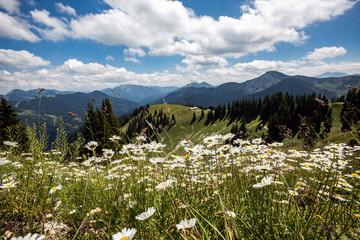 Panoramic view of beautiful landscape in the Alps with fresh green meadows and blooming flowers and snow-capped mountain tops in the background on a sunny day with blue sky and clouds in springtime