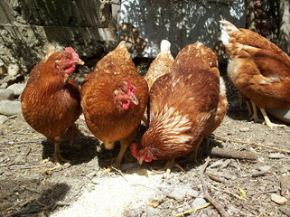 Gallinas comiendo en el corral.