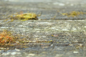 Old black board with moss. Close-up. Blurred background. Texture.
