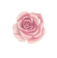 Stylized pink rose flower, for compositions on the wedding theme. Done in watercolor.