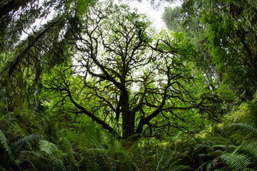 Beautiful, Lush Growth in Redwood National Park, California