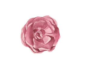 Watercolor stylized rose flower in the approximation.