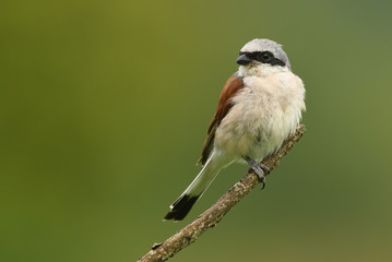 Red-backed Shrike (Lanius collurio)