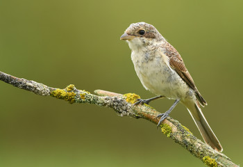 Red-backed Shrike (Lanius collurio)