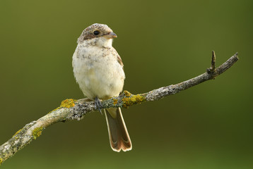 Red-backed Shrike (Lanius collurio)
