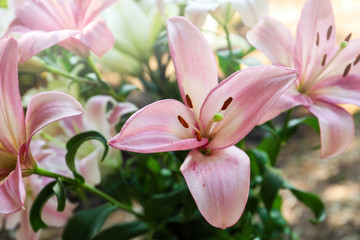 Beautiful blooming lily flowers in garden, closeup