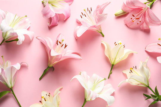 Fototapeta Flat lay composition with beautiful blooming lily flowers on color background