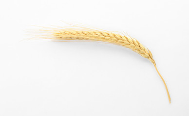 Spikelet on white background. Healthy grains and cereals