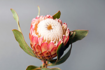 Beautiful protea flower on gray background. Tropical plant