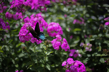 Black and Blue Butterfly Pollinating a Purple Violet Garden Phlox Flower Blossom in a Perennial Garden