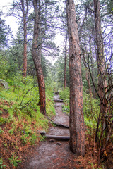 Fototapeta premium Hiking trail in the woods