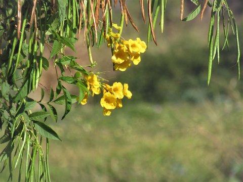 &Aacute;rvore, sementes e flores.