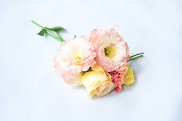 White and colored flowers on a white background, for your text