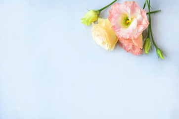White and colored flowers on a white background, for your text