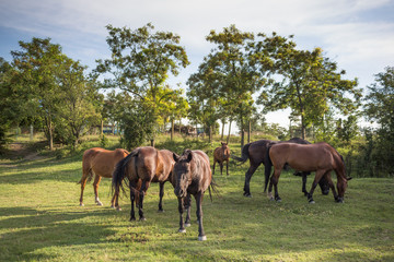 Obraz na płótnie Canvas Horses on the meadow at animal shelter.