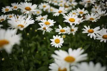 Close-Up Photo of Many Beautiful Colorful Yellow and White Daisies Blooming in a Meadow Field in Summer. Selective Soft Focus of Daisy Flowers Perfect for Background.