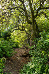 hidden path behind old trees inside forest