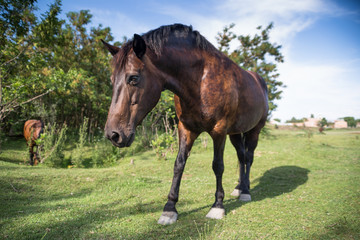 Fototapeta premium Horse on the meadow at animal shelter.