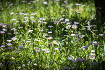 Fototapeta premium White Wildflowers Along The Trail To Inspiration Point - Lake Alpine, Ebbetts Pass