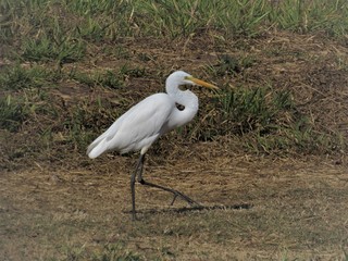 O andar elegante da garça.