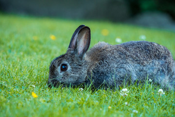 side portrait of grey rabbit eating grass on the green grassy field