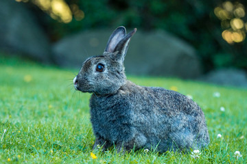 side portrait of grey rabbit sitting on the green grassy field