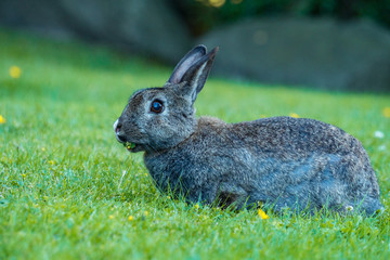 side portrait of grey rabbit eating grass on the green grassy field