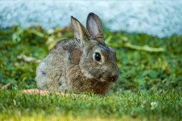 close up of brown rabbit sitting besides a carrot on the grass