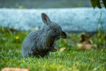 cute grey bunny washing its ears with its front paw in the shade