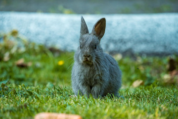 fluffy little grey bunny sitting on the grass looking at you