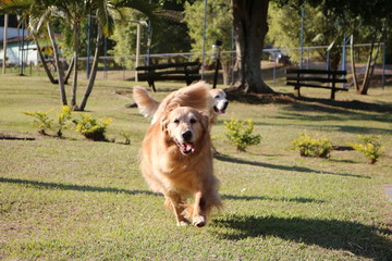 Fototapeta premium passeio canino