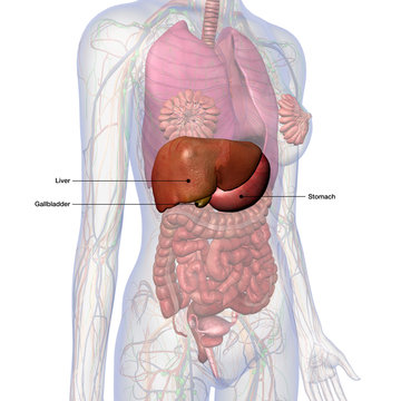 Liver, Gallbladder, Stomach Labeled in Internal Anatomy