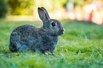 portrait of grey rabbit sitting on the green grass with a piece of leaf in its mouth