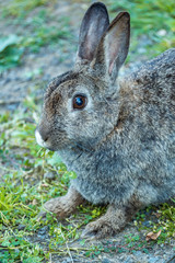 close up of grey rabbit with two cute little feet on the ground