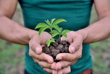 hands holding planting the seedlings into the soil over nature on green background. holding Young plant, new life growth. Ecology development , green earth concepts.