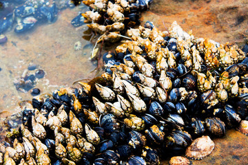Cluster of claw like shells.  Barnacles and muscles attached to a rock during low tide at tide pool in Southern California