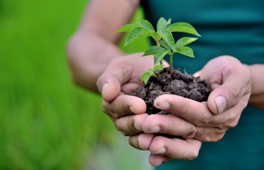 Naklejka na ściany i meble hands holding planting the seedlings into the soil over nature on green background. holding Young plant, new life growth. Ecology development , green earth concepts.