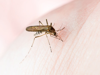 Yellow Fever, Malaria or Zika Virus Infected Mosquito Insect Macro