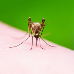Yellow Fever, Malaria or Zika Virus Infected Mosquito Insect Macro on Green Background