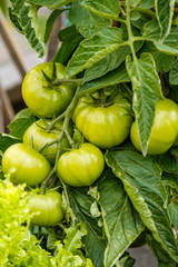 big and fresh green tomatoes on the branch in the garden.