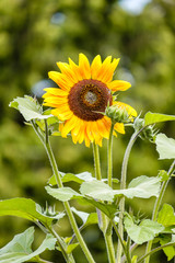 single sunflower under the sun with green background