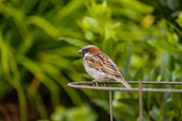 male sparrow resting on the metal ring in the garden with green background