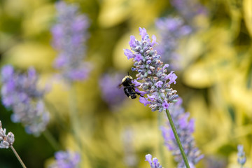 bumblebee pollinating on purple lavender flower in the field