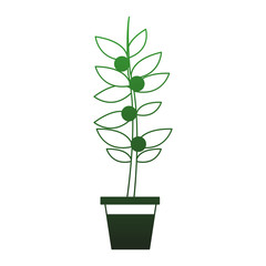 Coffee plant harvest vector illustration graphic design