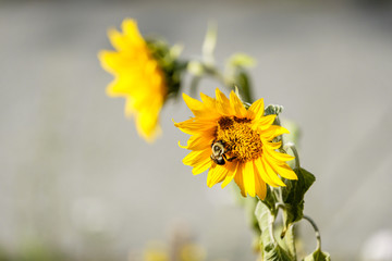 bee is pollinating on two small sunflowers under the sun 