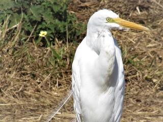 Garça branca.