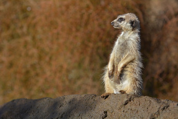 Meerkat Suricata suricatta standing on a rock looking away