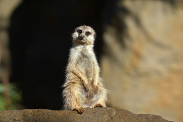 Meerkat Suricata suricatta standing on a rock looking at the camera